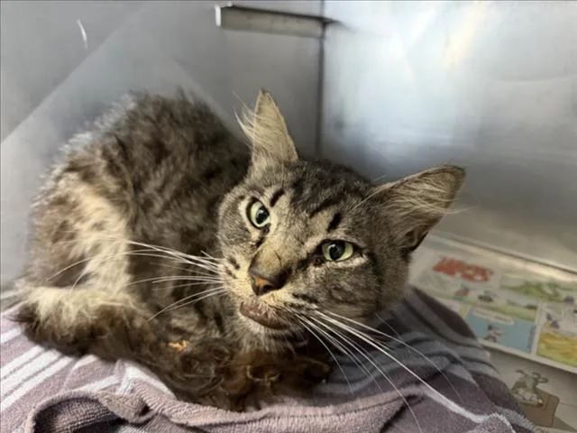 An adult large-sized male Domestic Long Hair cat named Roger for adoption in San Bernardino, CA