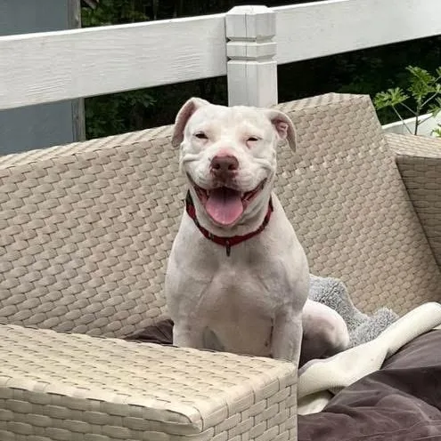 An adult large-sized female White / Cream American Staffordshire Terrier dog named Luna for adoption in Pembroke, MA