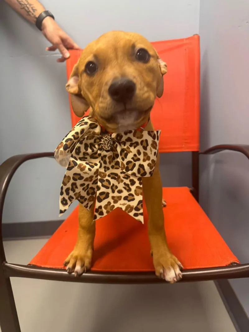 A baby small-sized female Terrier dog named Roe for adoption in Zanesville, OH