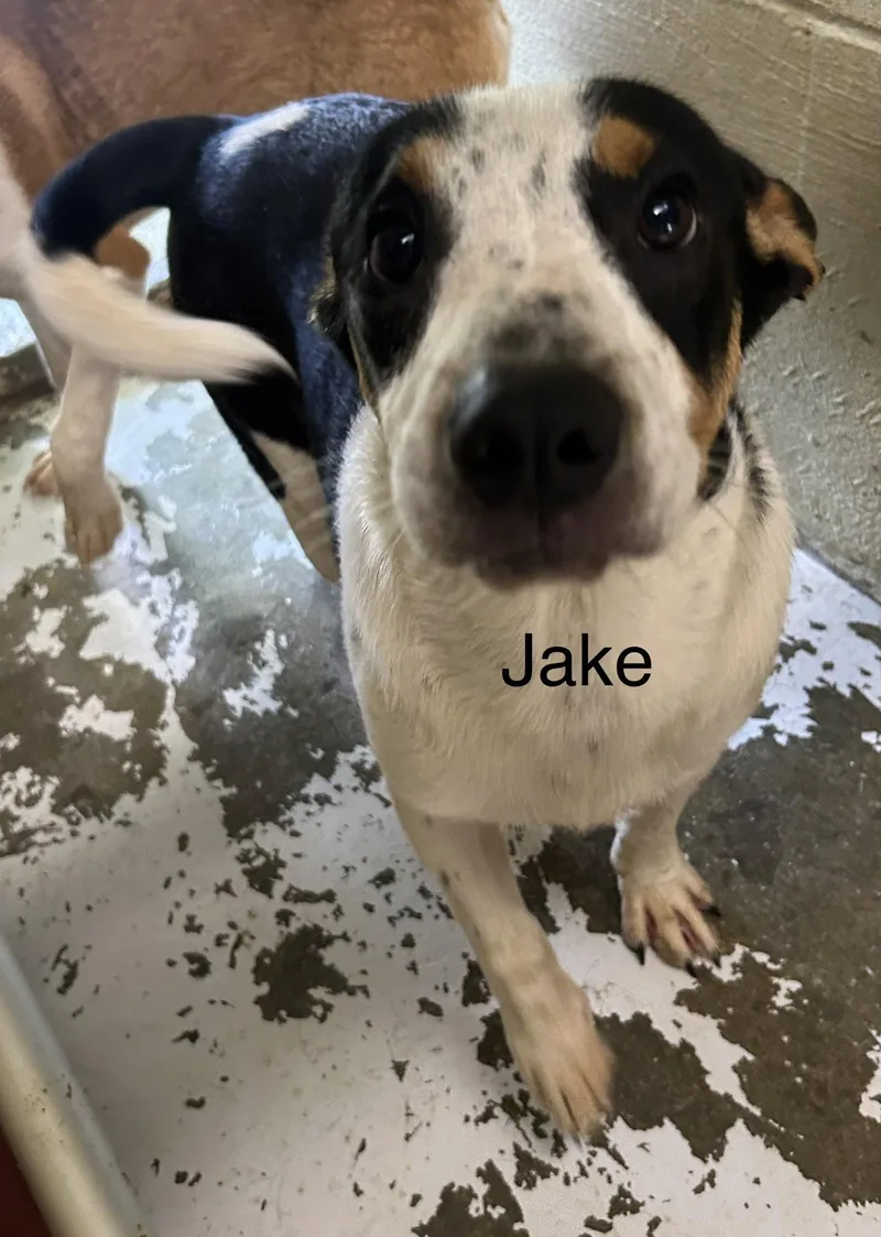 Jake