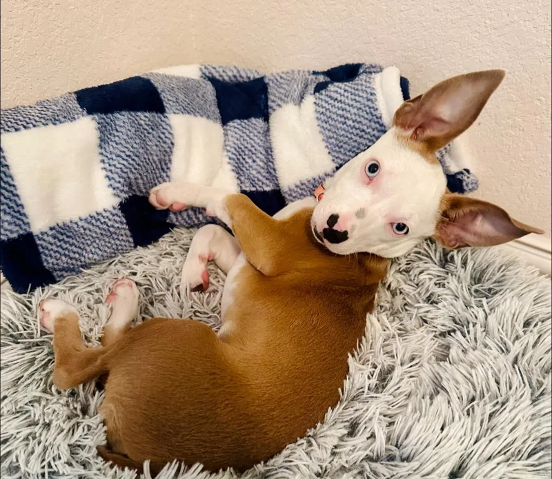 A baby medium-sized female Chihuahua dog named Bravo for adoption in Pflugerville, TX