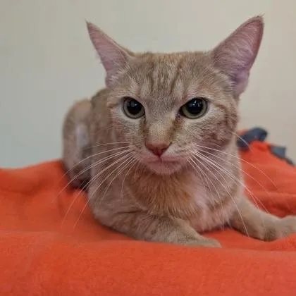 An adult medium-sized female Tabby (Orange / Red) Domestic Short Hair cat named Valencia for adoption in Rochester, MN