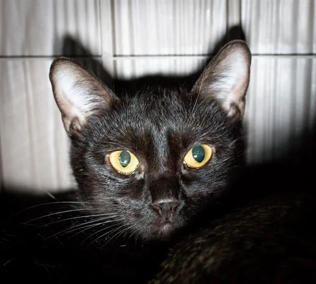 A young medium-sized male Domestic Short Hair cat named Squid for adoption in Boston, MA