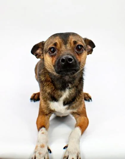 An adult small-sized male Chihuahua dog named Holt for adoption in Morton Grove, IL