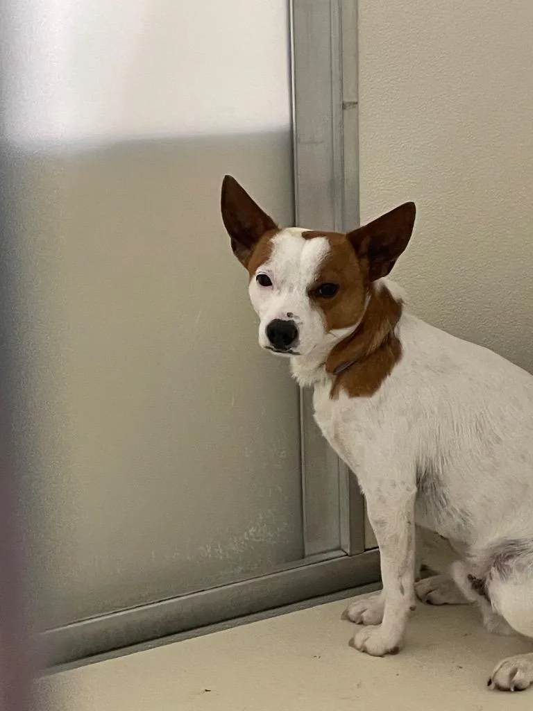 A young medium-sized male Mixed Breed dog named Patrick for adoption in Columbia, TN