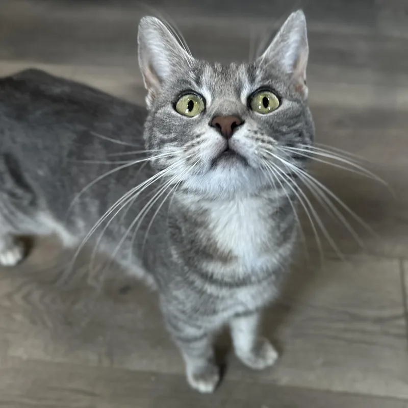 A young medium-sized female Domestic Short Hair cat named Cassidy Coming In for adoption in Clifton, NJ
