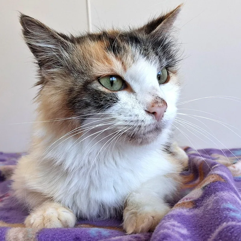 An adult medium-sized female Calico Domestic Medium Hair cat named Payla for adoption in Belmont, NY