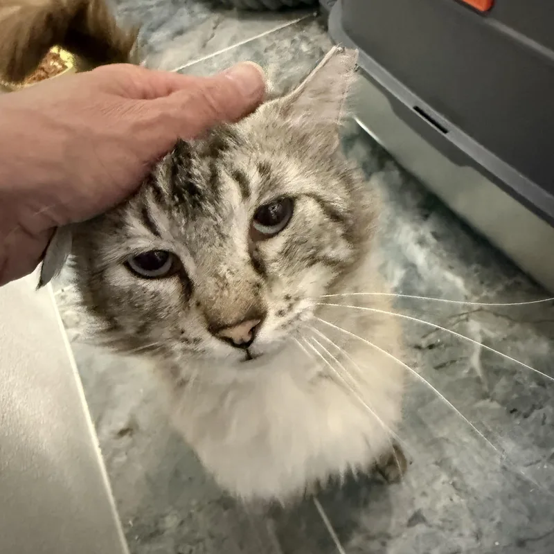 An adult medium-sized male Ragdoll cat named Toronto for adoption in Pomona, CA