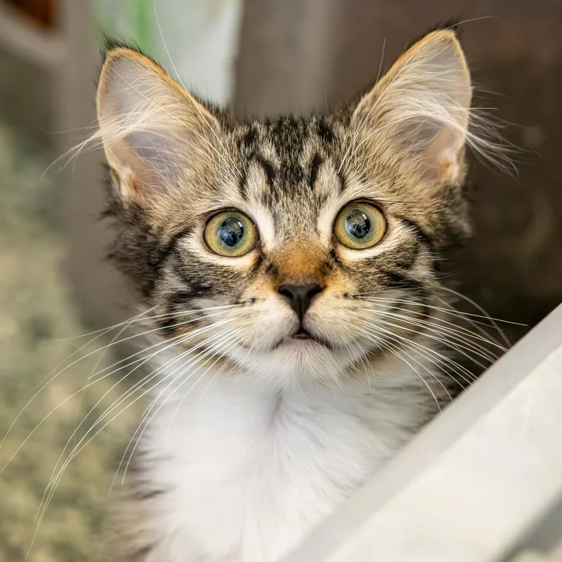 Samantha thumbnail 2