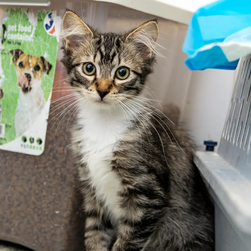 Samantha thumbnail 3