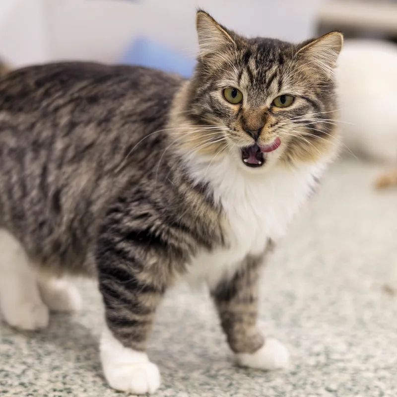 Samantha thumbnail 4