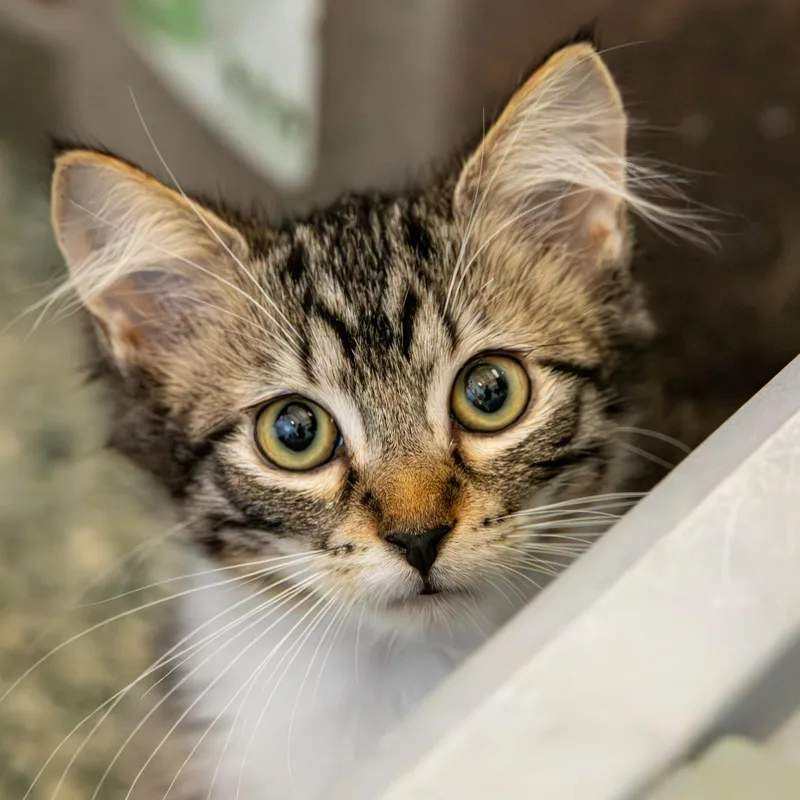 Samantha thumbnail 5