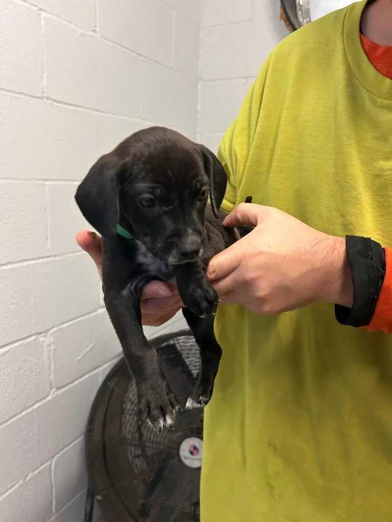 A baby medium-sized male Affenpinscher dog named Jace  Dark Green for adoption in Russellville, KY