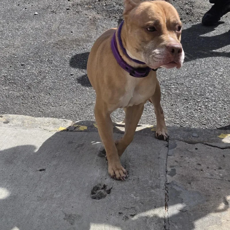 An adult medium-sized female Yellow / Tan / Blond / Fawn Pit Bull Terrier dog named Kiki for adoption in Newark, NJ