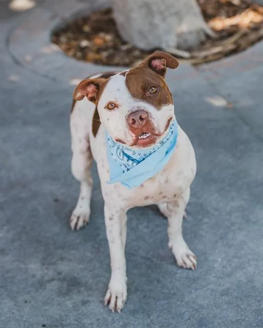 An adult large-sized male Terrier dog named Tom for adoption in Miami, FL