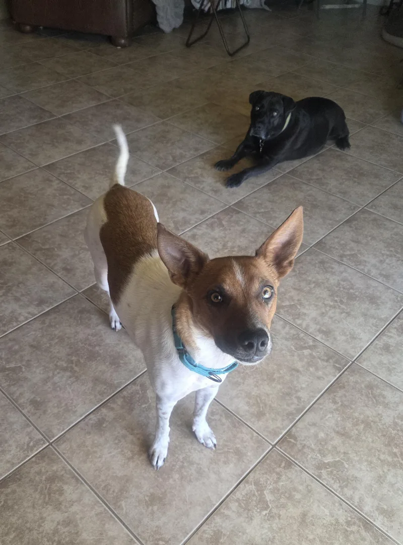 A young medium-sized female Red / Chestnut / Orange Australian Cattle Dog / Blue Heeler dog named Bee for adoption in Cave Creek, AZ