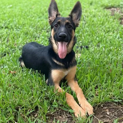 A baby medium-sized female Mixed Breed dog named Honey for adoption in West Chester, PA