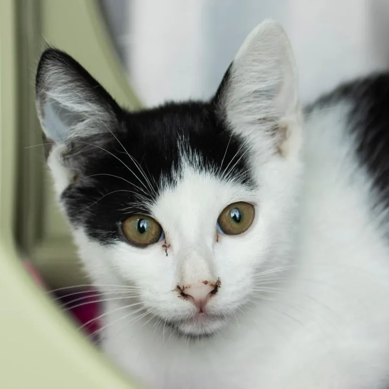 A baby small-sized male White Domestic Short Hair cat named Angel for adoption in Middletown, RI