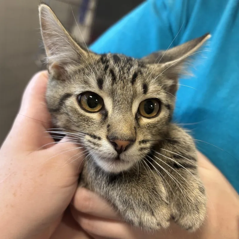 A baby small-sized male Brown / Chocolate Domestic Short Hair cat named Timmy for adoption in Wilmington, DE
