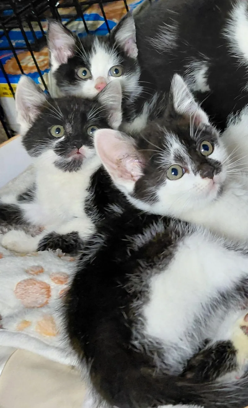 A young medium-sized female Black & White / Tuxedo Domestic Short Hair cat named Waffle for adoption in Bethpage, NY