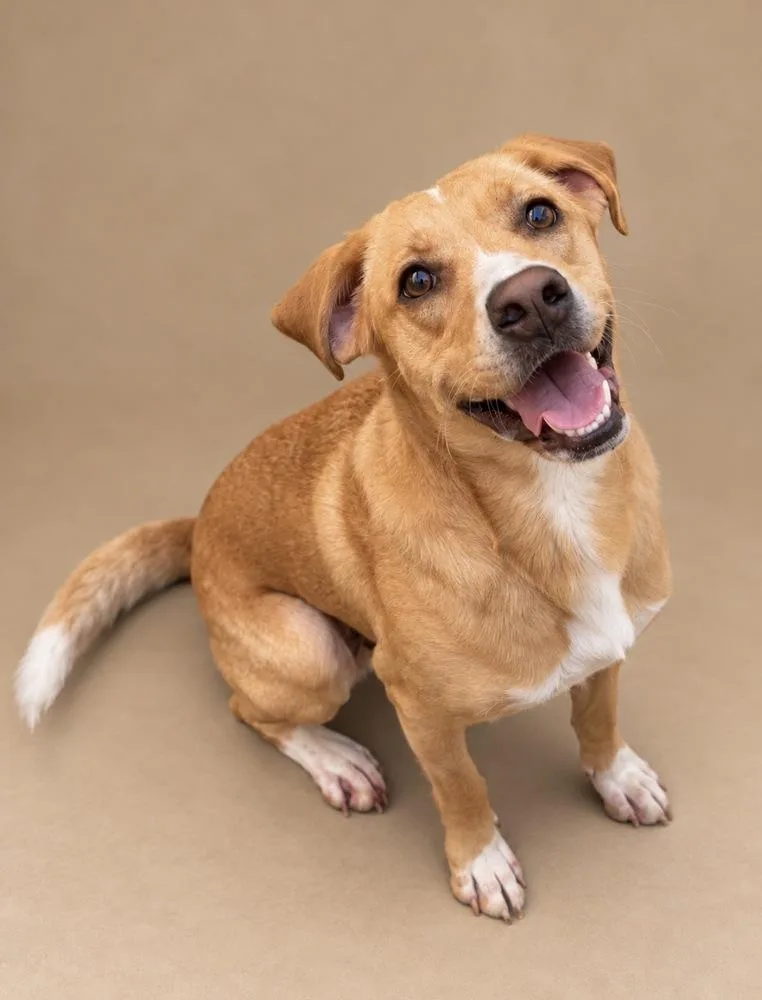 An adult medium-sized female White / Cream Labrador Retriever dog named Pippy for adoption in Statesboro, GA