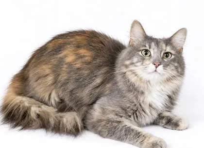 An adult medium-sized female Domestic Long Hair cat named Oreo for adoption in Bowling Green, KY