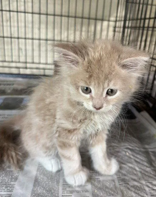 A young medium-sized male Buff / Tan / Fawn Domestic Medium Hair cat named Nandor for adoption in Apollo, PA