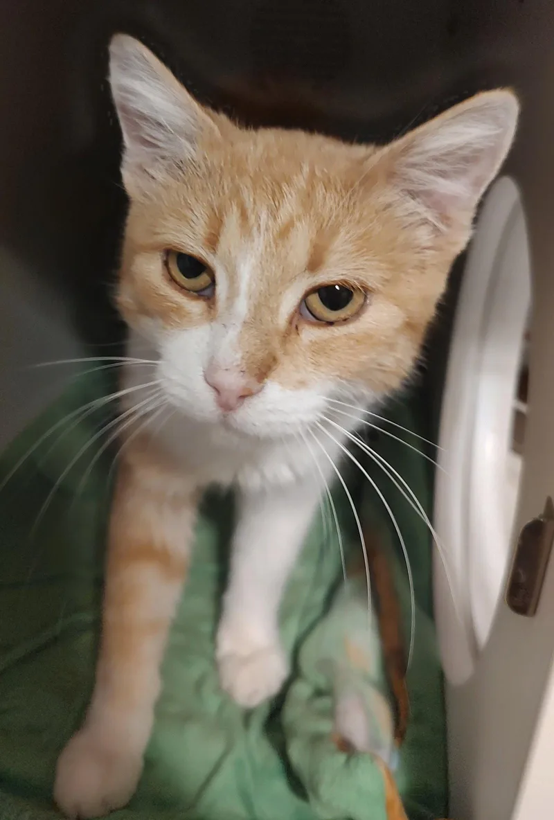 An adult medium-sized female Domestic Short Hair cat named Bonnie Fiv+ for adoption in Phoenix, AZ