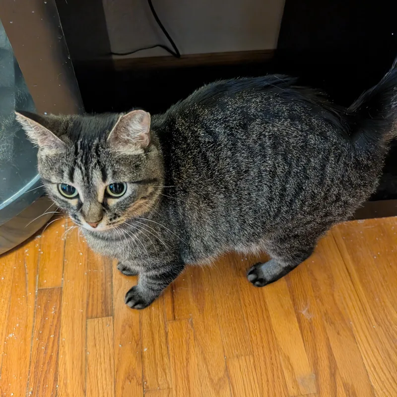 An adult medium-sized female Tabby (Gray / Blue / Silver) Domestic Short Hair cat named Royal for adoption in Saint Francis, MN