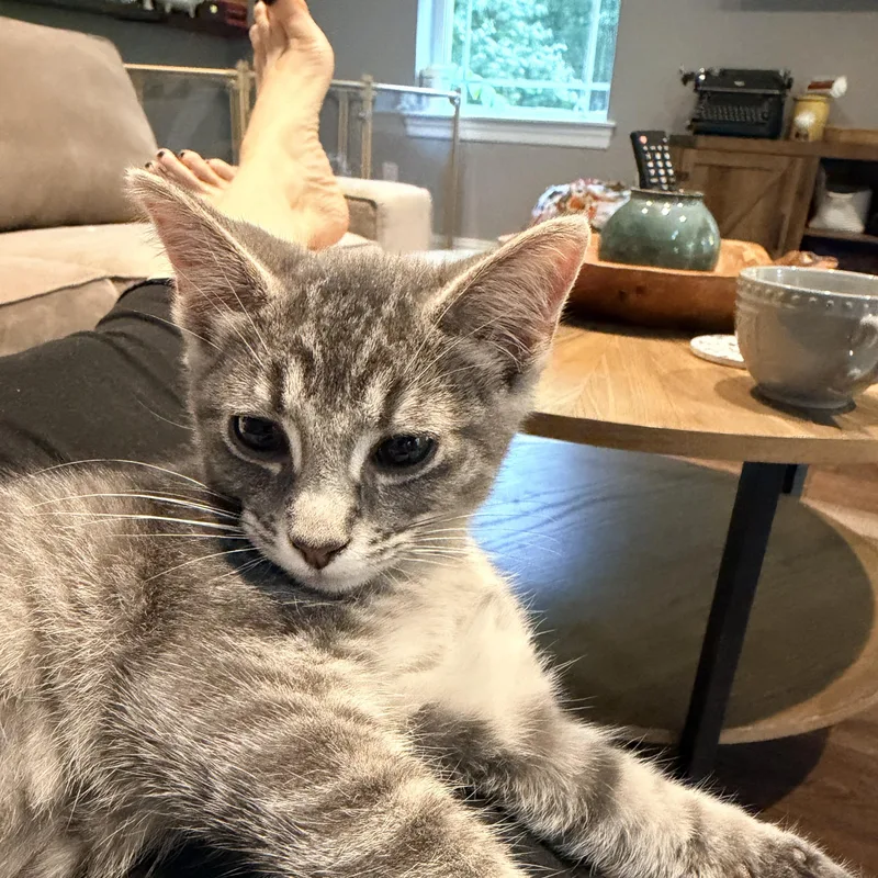 A young medium-sized male Tabby (Gray / Blue / Silver) Domestic Short Hair cat named Elmer for adoption in DICKSON, TN