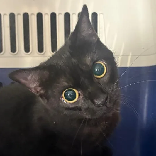 A young medium-sized female Black Domestic Medium Hair cat named Sombrita for adoption in Allentown, PA
