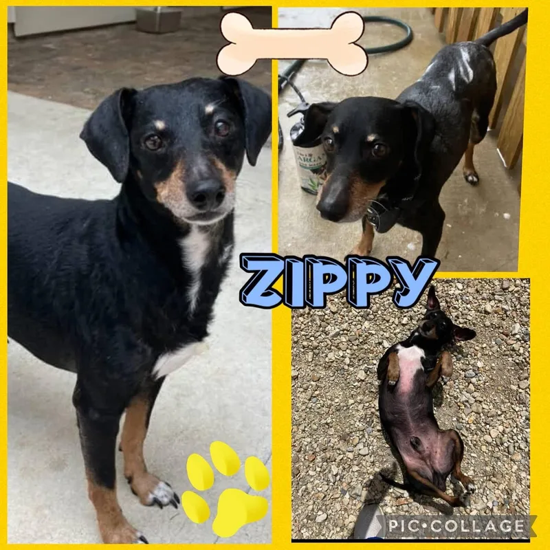 Zippy thumbnail 2