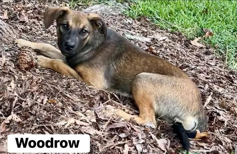 Woodrow thumbnail 2