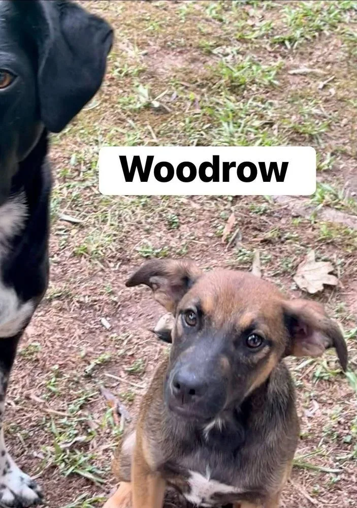 Woodrow thumbnail 3