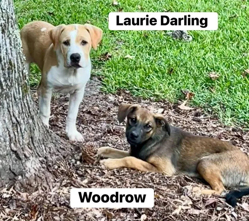 Woodrow thumbnail 4
