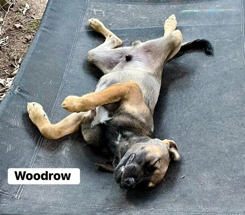 Woodrow thumbnail 5