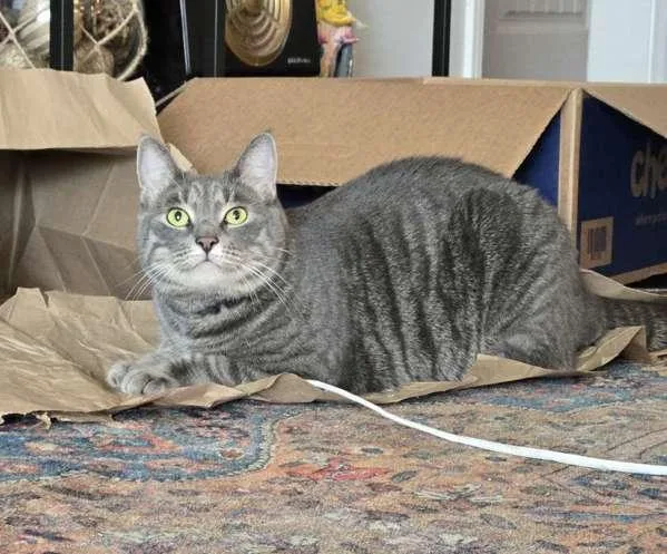 An adult small-sized female Domestic Short Hair cat named Poppy for adoption in El Cajon, CA