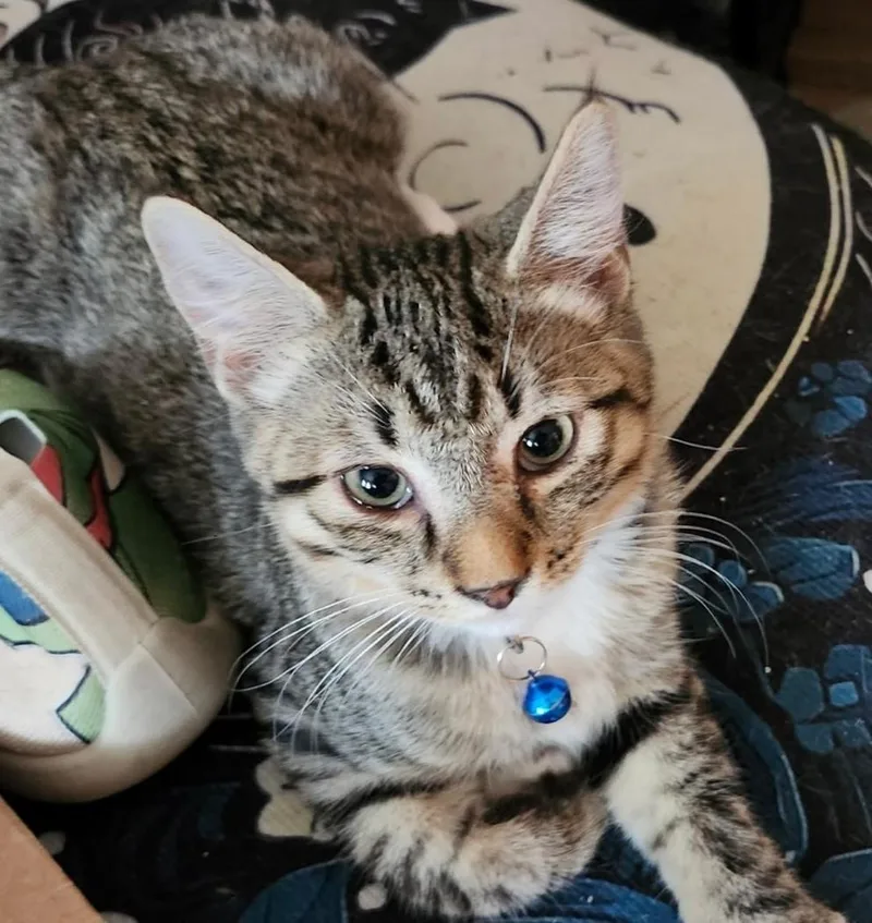 A baby medium-sized male Tabby (Gray / Blue / Silver) Tabby cat named Jabril for adoption in Las Cruces, NM