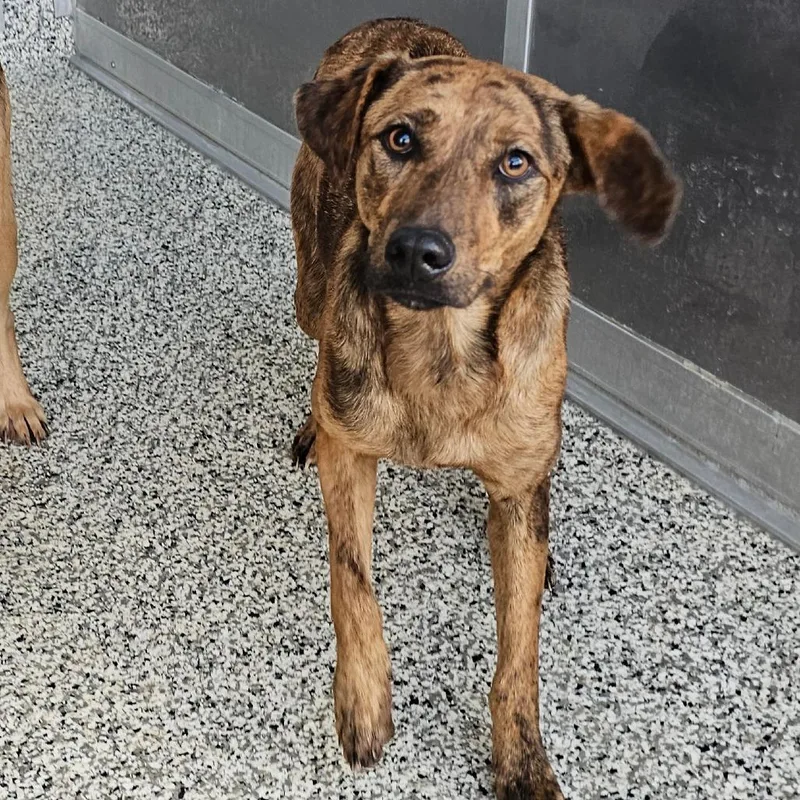 An adult medium-sized female Catahoula Leopard Dog dog named Jane for adoption in Madisonville, TN