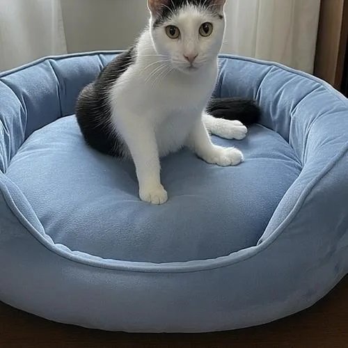 A young medium-sized male Black & White / Tuxedo Domestic Short Hair cat named Pinto for adoption in Tampa, FL