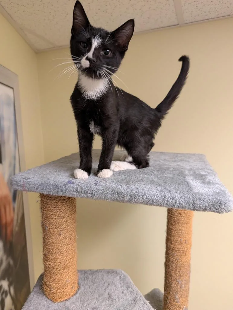 A baby medium-sized male Domestic Short Hair cat named Zorro for adoption in Salt Lake City, UT