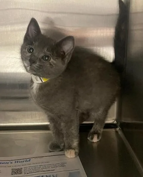 A baby medium-sized female Dilute Tortoiseshell Domestic Short Hair cat named Chacha for adoption in Pasco, WA
