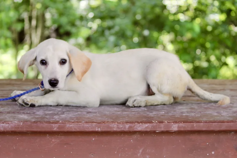 A baby medium-sized female Yellow / Tan / Blond / Fawn Mixed Breed dog named Tiana for adoption in Brazil, IN
