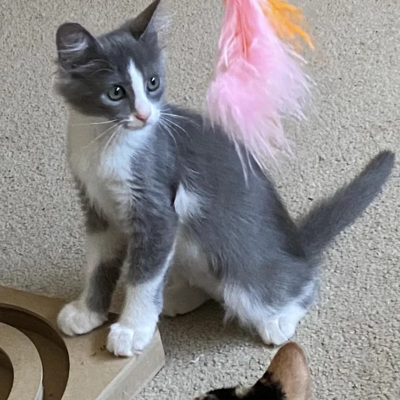 A young medium-sized female Gray & White Tuxedo cat named Leela B. for adoption in Sacramento, CA