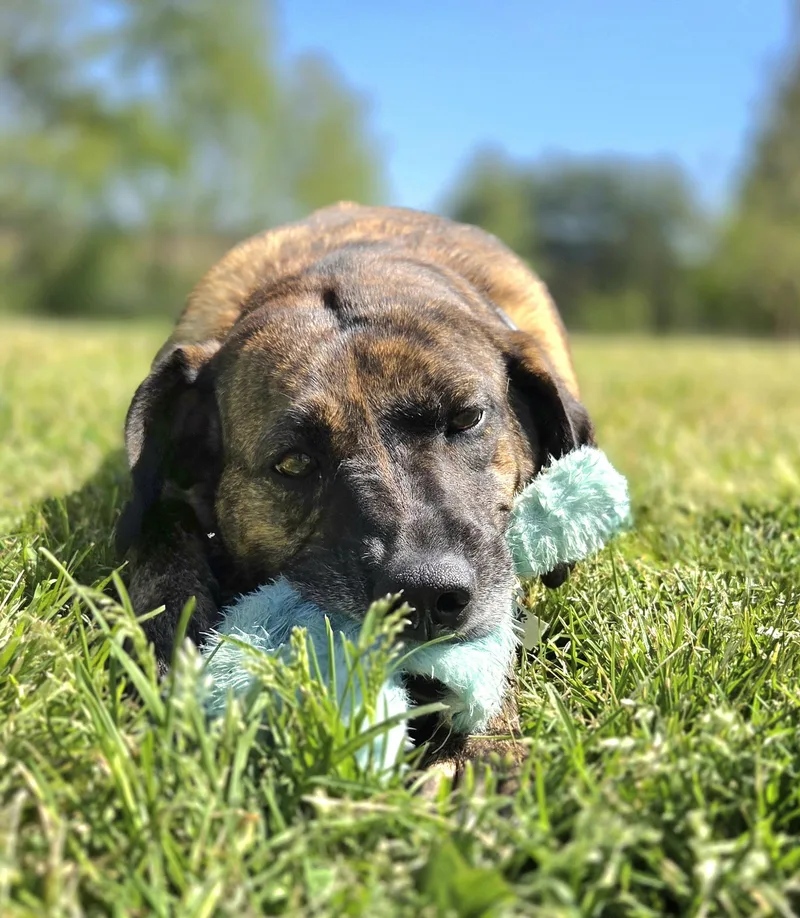 An adult large-sized female Brindle Mountain Cur dog named Rigby for adoption in Franklin, NC