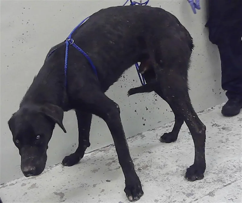 A young extra large-sized male Great Dane dog named Patas for adoption in Houston, TX