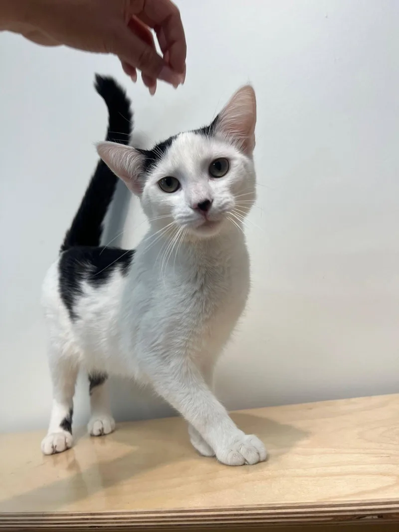 A baby small-sized male Black & White / Tuxedo Domestic Short Hair cat named Sean Connery for adoption in Mission Viejo, CA