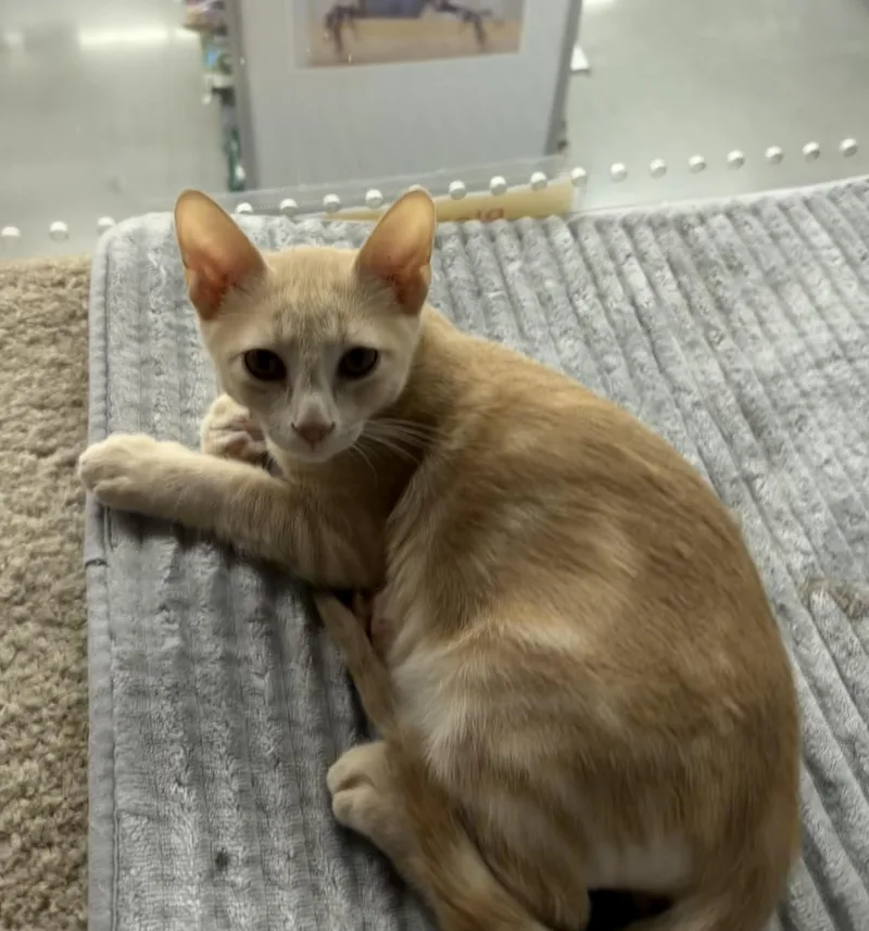 A baby small-sized male Buff / Tan / Fawn Domestic Short Hair cat named Carl Riley Fuzzel Petsmart for adoption in Spring, TX