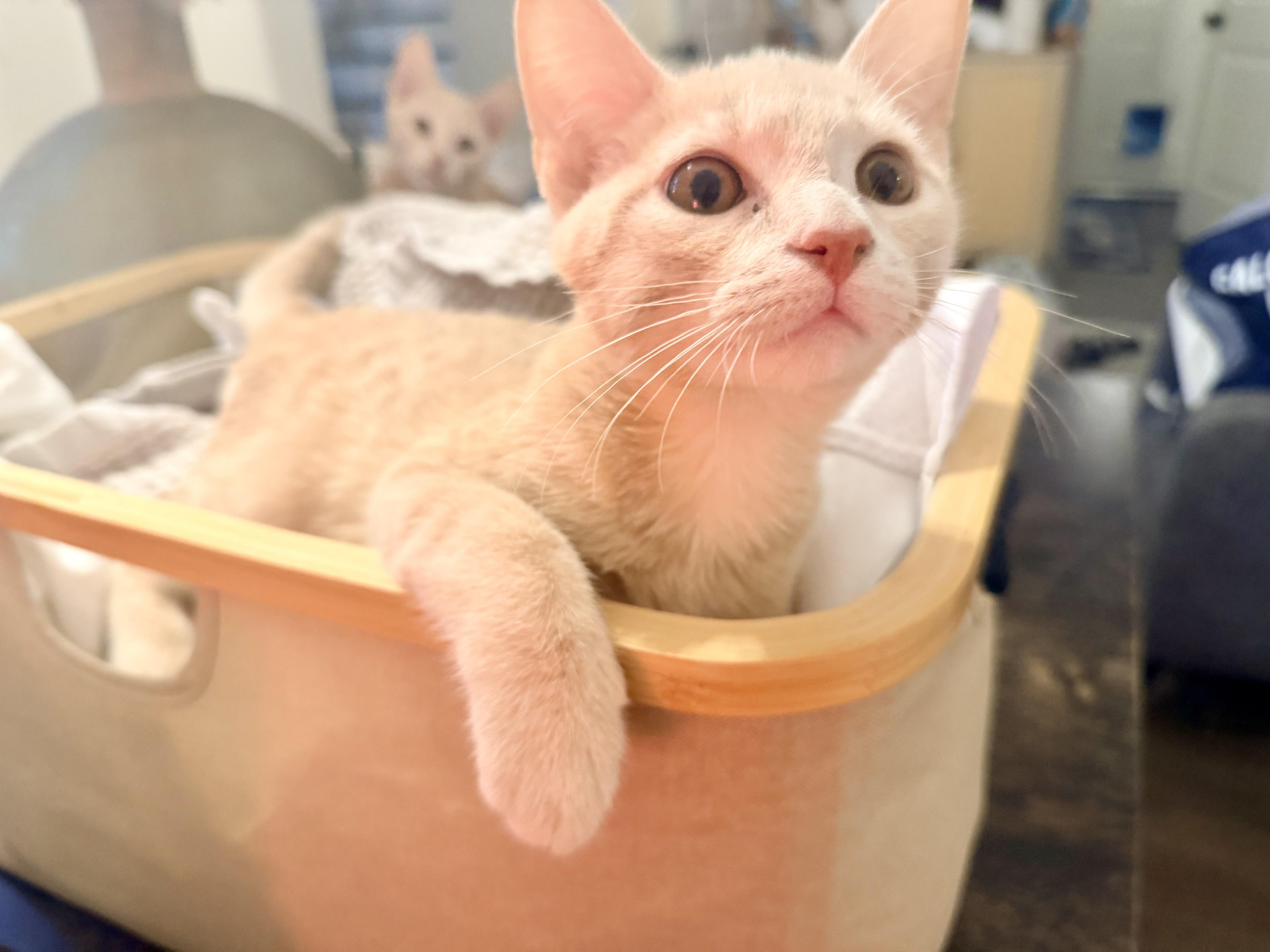 Carl Riley Fuzzel Petsmart thumbnail 2
