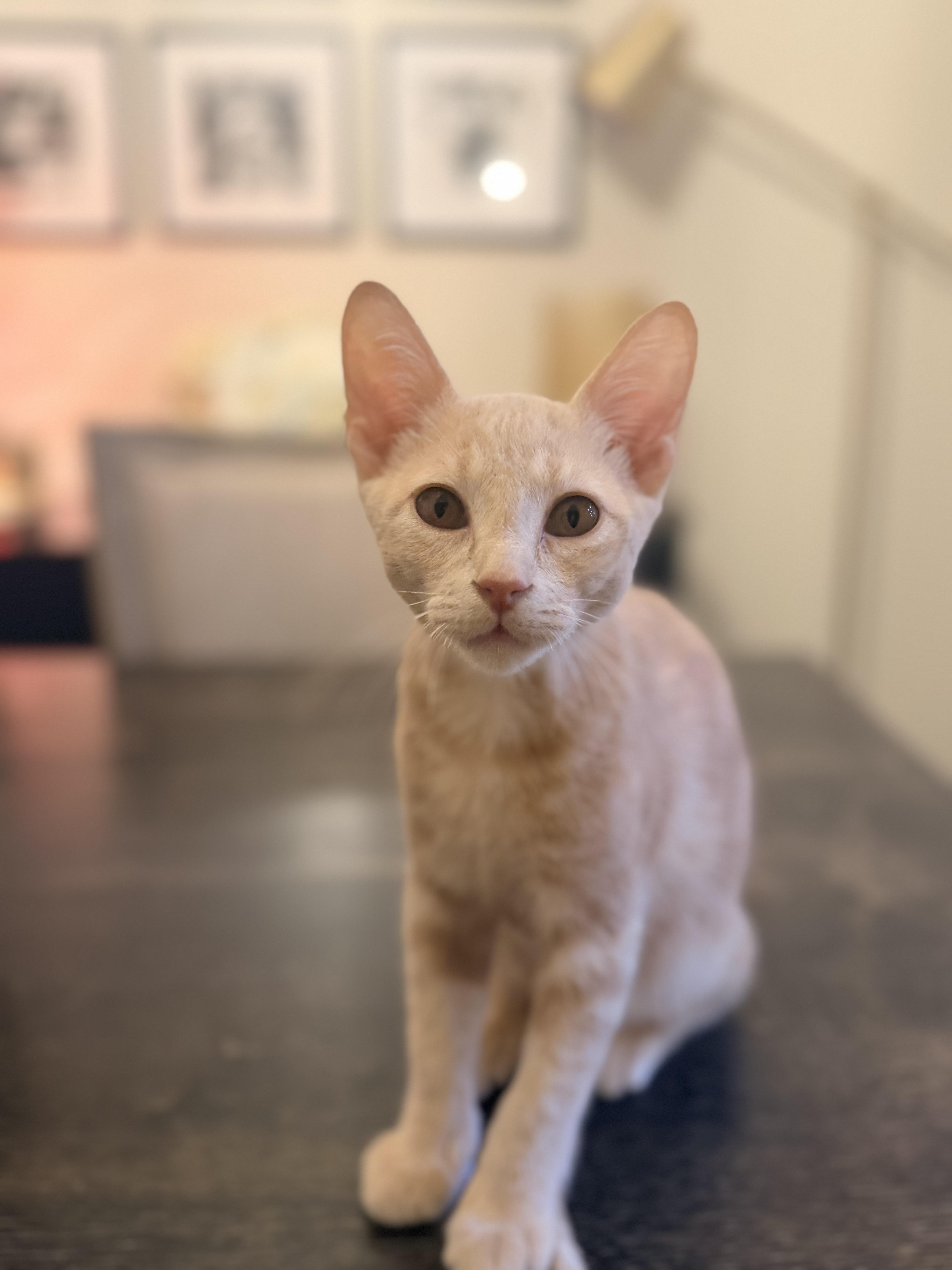 Carl Riley Fuzzel Petsmart thumbnail 3